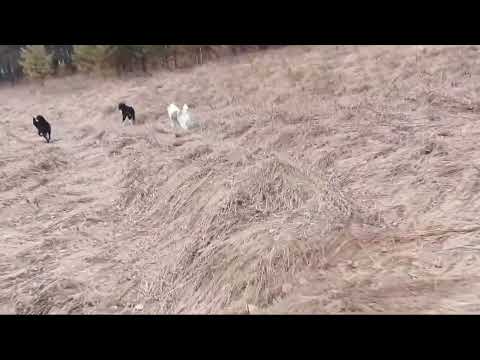 Видео: А ведь натаска лайки бывает разной