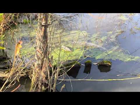 Видео: Що купила у магазині 