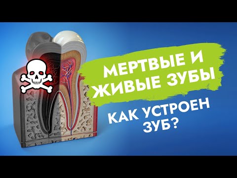 Видео: Как устроен зуб? Мертвые и живые зубы!