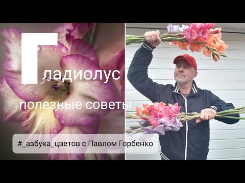 Видео: #Гладиолус . Полезные советы в рубрике "Азбука цветов" с Павлом Горбенко