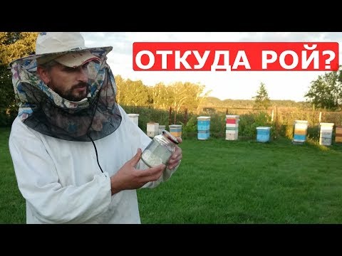 Видео: как опредилить откуда вышел рой пчеловодство для начинающих