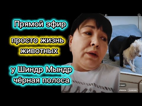 Видео: @ShindrMindr_Official не будете ханжой Животных надо любить И будет вам счастье 