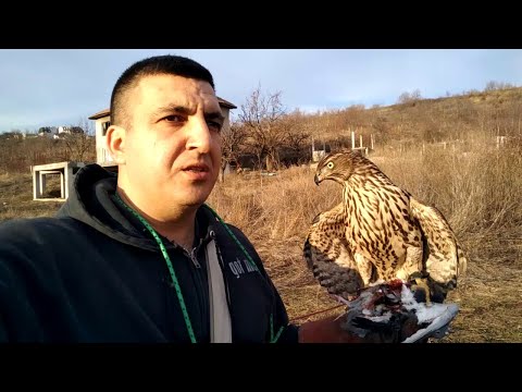 Видео: ястреб тетеревятник - 61 - напуск на подсадного голубя