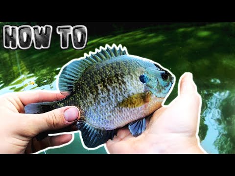 Видео: КАК ПОймать БОЛЬШИХ синежаберных солнечников летом/осенью