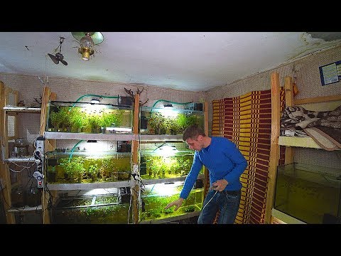 Видео: РОДИЛИСЬ МЕЧЕНОСЦЫ!!!