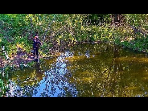 Видео: Рыбалка в луже! Прикольная ловля карася на Чпок Фиш!