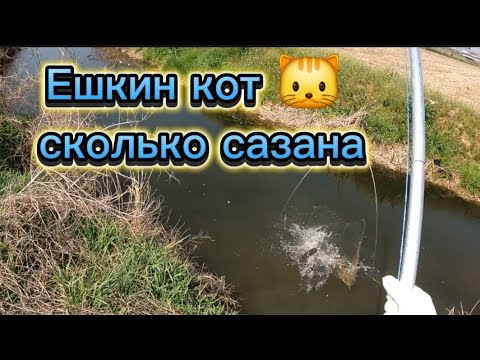 Видео: САЗАНЫ в микроРЕЧКЕ! НА КАЖДОМ ПОДЪЕМЕ. за 10 минут пол мешка на тягал. Рыбалка на  паук подъёмник