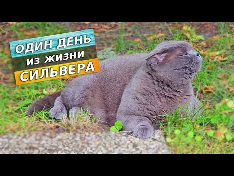 Видео: Один день из жизни Сильвера
