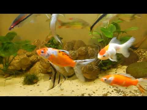 Видео: Бюджетный светильник , не имеющий ни чего лишнего.