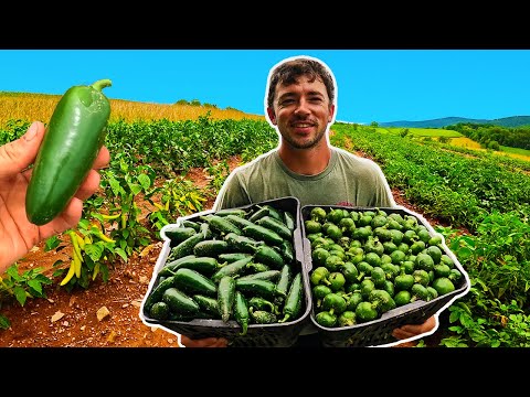 Видео: Безумно большой урожай халапеньо
