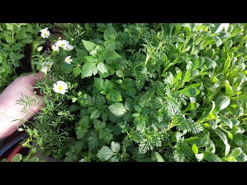 Видео: Одна маленькая ложечка этого удобрения...и всё само вырастет, зацветёт, заколосится...ага...мечта...