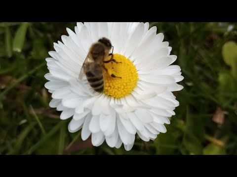 Видео: 14 мая, второй день без снега. Тверская область.