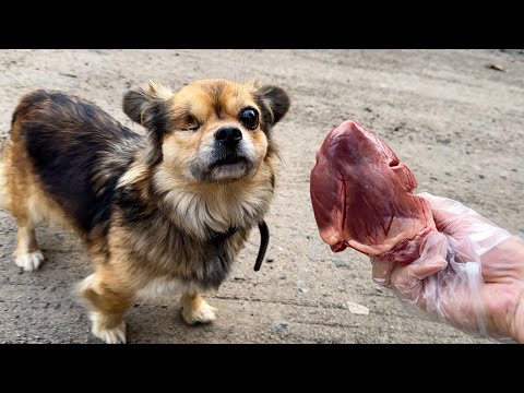 Видео: Бездомная Собака БЕЗ Глаза ест СЕРДЦЕ / кормим кошек и собак