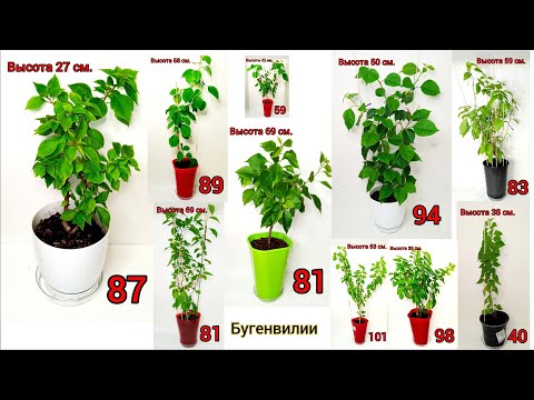 Видео: Полный ОБЗОР моих деревьев БУГЕНВИЛИЙ🌳