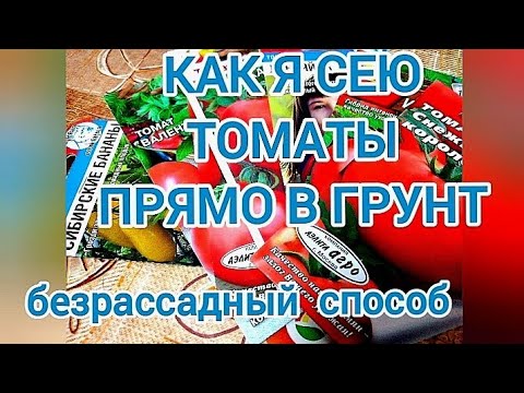 Видео: СЕЮ ТОМАТЫ прямо в грунт. Плюсы и минусы безрассадного способа. СЕМЕНА ТОМАТОВ 2023 / Tomato 2023