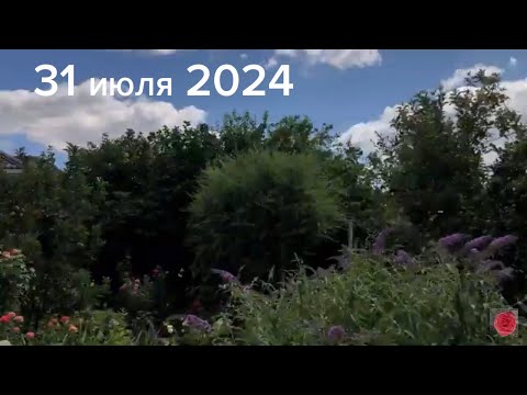 Видео: 31 июля 2024.Перед отъездом.
