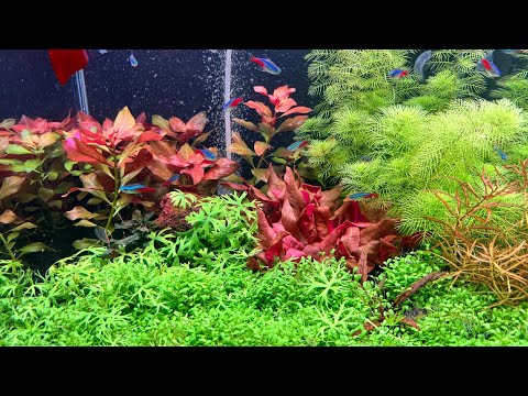 Видео: Вот и пришла победа)