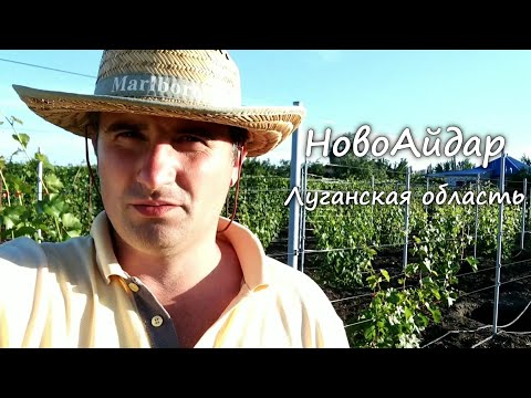 Видео: Виноградник на 17-06-2018 Виноград до цветения, во время и после - Мероприятия