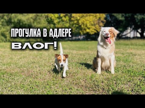 Видео: ПРОГУЛКА В АДЛЕРЕ С СОБАКАМИ! ВЛОГ