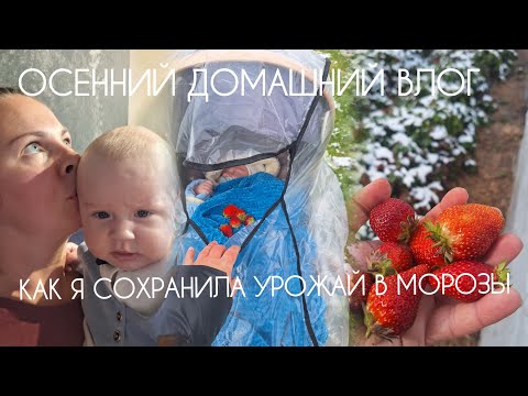 Видео: Шокирующий урожай на уличной грядке после морозов в Сибири. Рассказала все тайны про Алексея. 