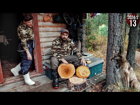 Видео: Как живут люди в тайге. Обычные будни. Сбор кедрового ореха. Изба в тайге - уют и умиротворение. 13с