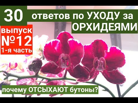 Видео: ОРХИДЕЯ ФАЛЕНОПСИС в домашних условиях ПОЧЕМУ ОПАДЮТ и СОХНУТ БУТОНЫ