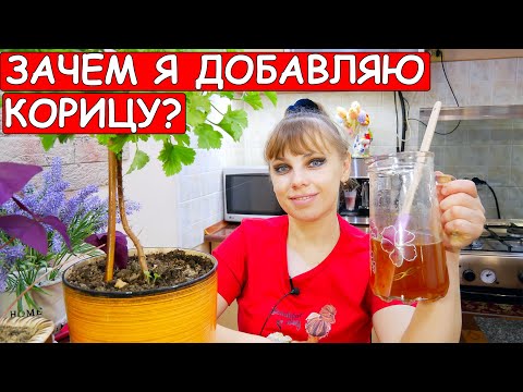 Видео: Зачем я добавляю КОРИЦУ в цветочные горшки? А Вы используете КОРИЦУ для комнатных растений? А зря!