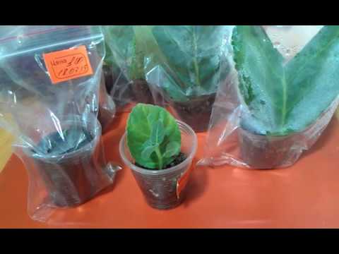 Видео: Глоксинии.Отделяем детку от листа.