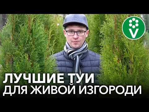 Видео: КАК СОЗДАТЬ ИДЕАЛЬНУЮ ЖИВУЮ ИЗГОРОДЬ ИЗ ТУЙ? Лучшие сорта туй, особенности посадки и ухода