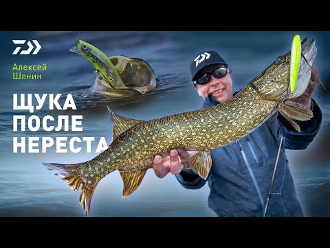 Видео: ЩУКА ПОСЛЕ НЕРЕСТА / АЛЕКСЕЙ ШАНИН