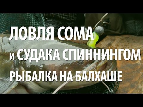 Видео: РЫБАЛКА в КАЗАХСТАНЕ на БАЛХАШЕ. ЛОВЛЯ СОМА и СУДАКА СПИННИНГОМ на ДЖИГ