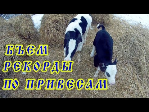 Видео: БЪЁМ РЕКОРДЫ ПО ПРИВЕСАМ//Прогулка у коров и быка