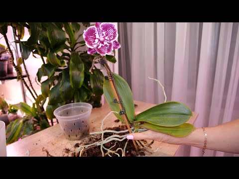 Видео: Цветение забирает корни орхидеи. Системно сбрасывает корни. Устала. Странная взаимосвязь.