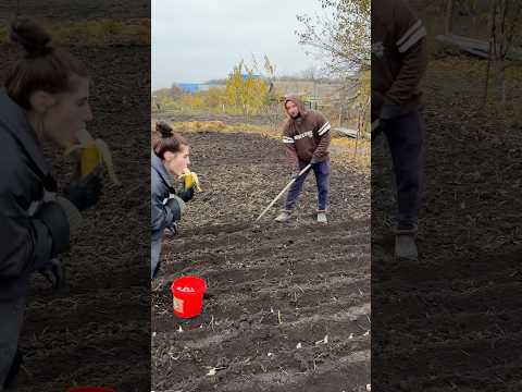 Видео: Саджаємо Часник