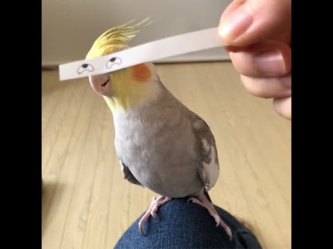 Видео: Смешные Попугаи! Подборка Веселящих И Танцующих Попугаев!