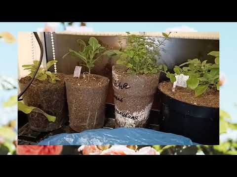 Видео: 🪴🌱☘️10.01.2024 обзор моей рассады и черенков.🪴🌱☘️