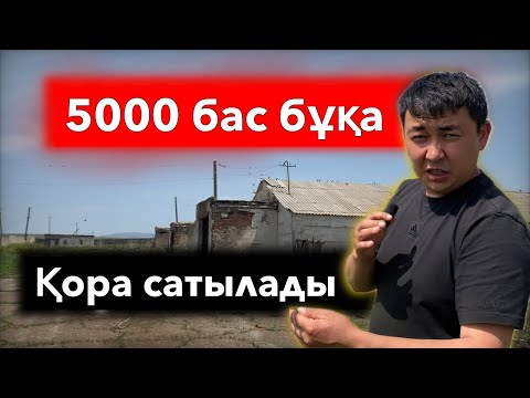 Видео: 5000 бас бұқа бордақылау аланы сатылады “4 сала