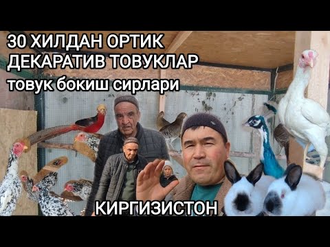 Видео: 30 ХИЛДАН ОРТИК ДЕКАРАТИВ ТОВУКЛАР/ ПАРВОЗЛАР УЧУН ТОВУК БОКИШ КУ́ПАЙТИРИШ СИРЛАРИ КИРГИЗИСТОН