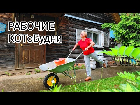 Видео: КОТоБудни: День рождения Муси, наводим порядок в доме, раскрываем секреты Аллы, гроза (02.06.2023)