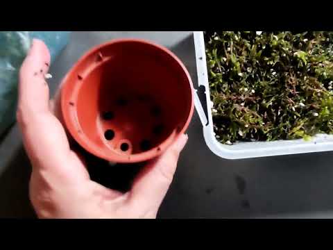 Видео: Пересадка Венериной Мухоловки методом перевалки. Перед зимовкой.