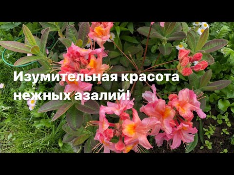 Видео: И у вас зацветут Азалии!Изумительная красота нежных азалий!