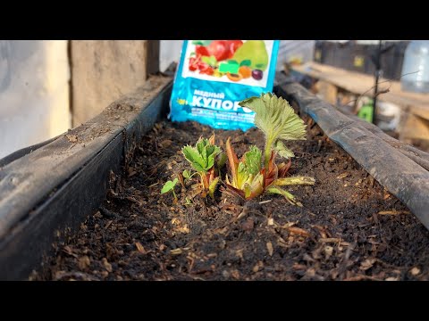 Видео: Первая весенняя обработка  клубники