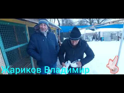 Видео: голуби, Набережных Челнов, в Туле у Жариков Владимир.☝️☝️☝️👍👍👍