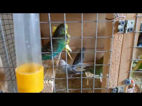 Видео: В гостях у заводчика попугаев.