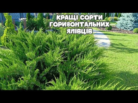 Видео: Ці горизонтальні Сорти Ялівців можу порадити КОЖНОМУ!