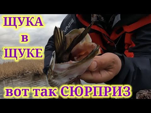 Видео: Да сколько же здесь рыбы 😲😲😲