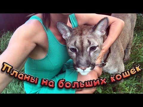 Видео: С ЛАПОЙ ПУМЫ ЧТО-ТО СЛУЧИЛОСЬ / Планы на больших кошек / Буду ли я забирать собак