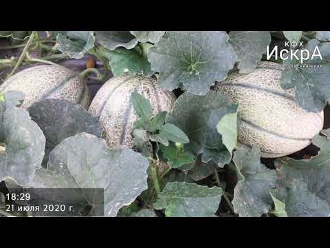 Видео: Дыня Портенто F1 (поздняя посадка)