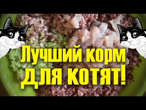 Видео: Какой корм лучше давать котятам, состав корма для котят