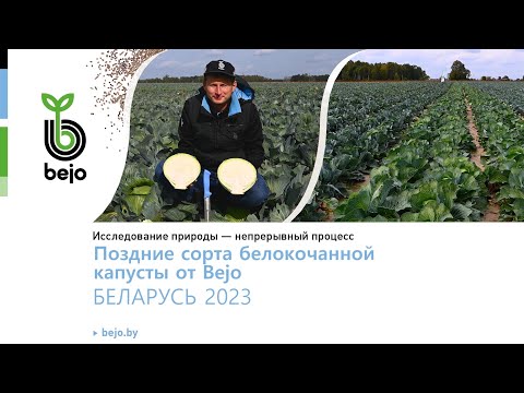 Видео: Поздние сорта белокочанной капусты от Bejo (Бейо) для длительного хранения